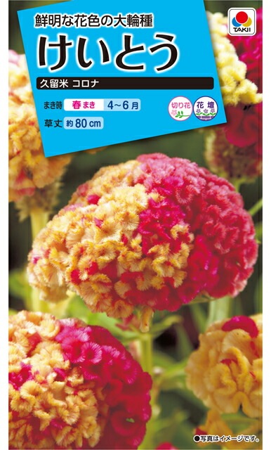 けいとう種 【 久留米コロナ 】 小袋 （栽培用 種子 花 タキイ）