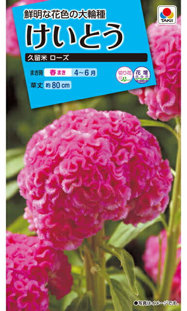 けいとう種 【 久留米ローズ 】 小袋 （栽培用 種子 花 タキイ）