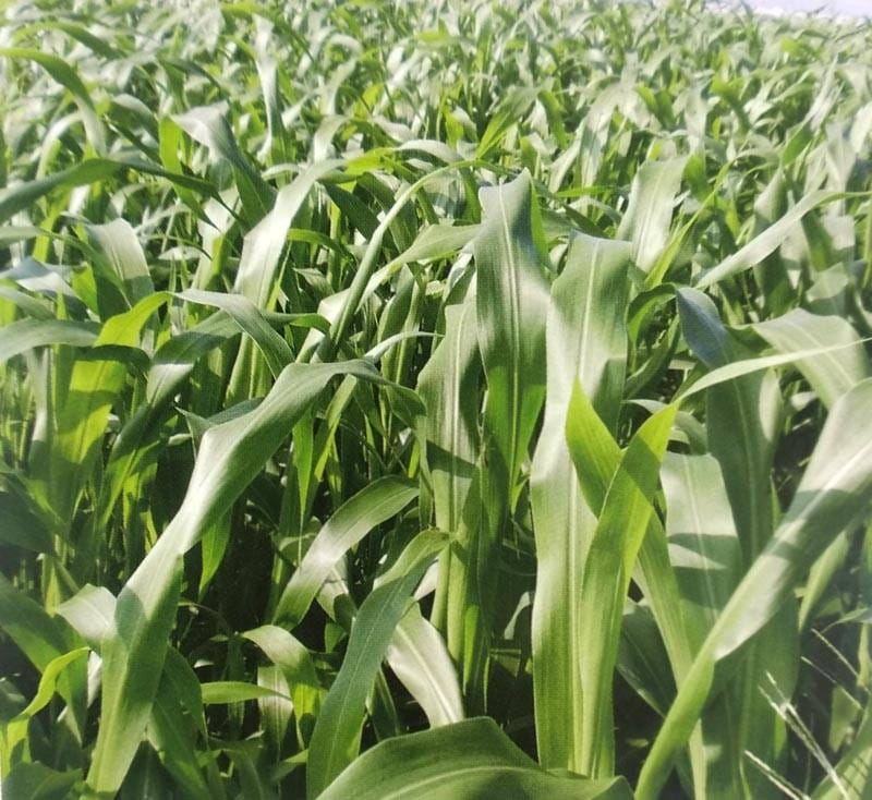 スーダングラス種 【 いつでもスーダン2 】 1kg （牧草種子 飼料用 緑肥用 タキイ）