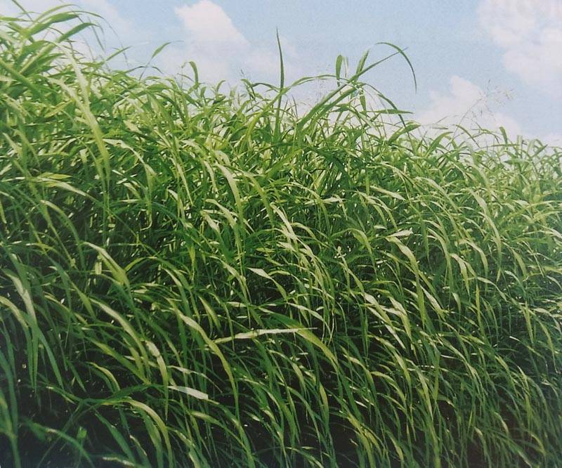 スーダングラス種 【 ヘイスーダン 】 1kg （牧草種子 飼料用 緑肥用 雪印）（品種名：ヘイスーダン）