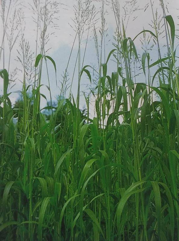 スーダングラス種 【 ベールスーダン 】 1kg （牧草種子 飼料用 緑肥用 タキイ）