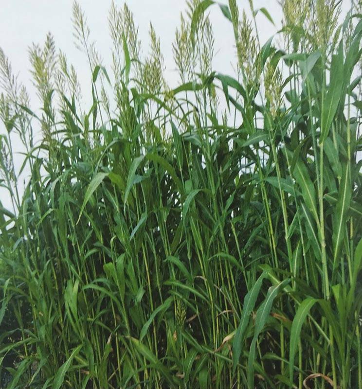 ソルゴー　牧草　8キロ ソルゴー 牧草 8キロ 【公式通販】