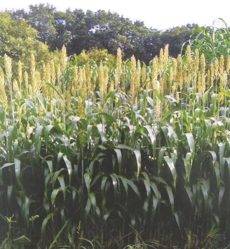 ソルゴー種 【 短尺ソルゴー 】 1kg （牧草種子 飼料用 ソルガム種 雪印）（品種名：短尺ソルゴー）