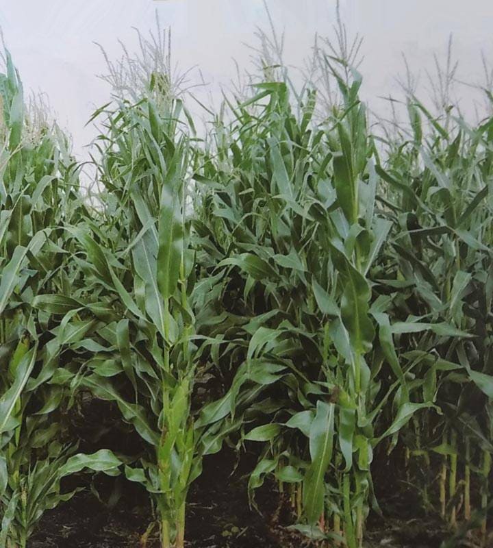 トウモロコシ種 【 ゴールドデント KD106 エダム 】 50000粒 （牧草種子 飼料用 トウモロコシ種 大規模用 カネコ）