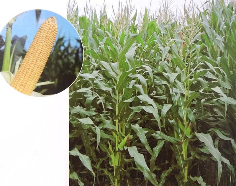 トウモロコシ種 【 ゴールドデントKD551 】 50000粒 （牧草種子 飼料用 玉蜀黍種 大規模用 カネコ）