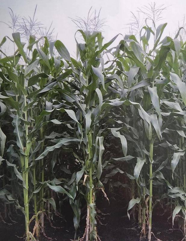 ※新種2025年3月入荷後発送<br>トウモロコシ種 【 スノーデント おとは 】 3500粒 （牧草種子 飼料用 とうもろこし 玉蜀黍 雪印）（品種名：PI2008）