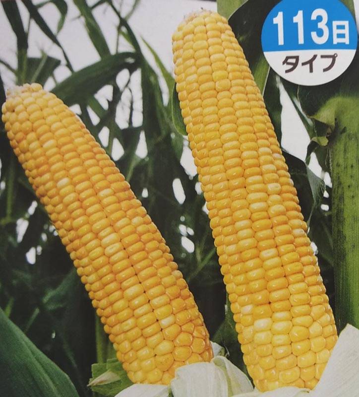 トウモロコシ種 【 タカネスター113日 】 1kg （牧草種子 飼料用