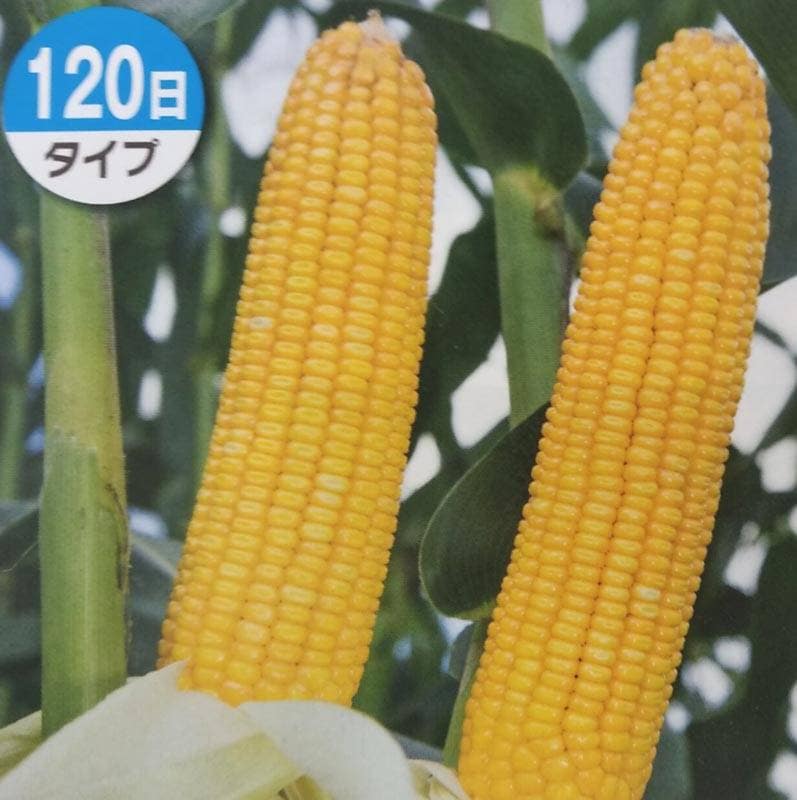 ※2025年4月下旬～5月中旬以降入荷予定<br>トウモロコシ種 【 ロイヤルデントTX1162 】 1kg（牧草種子 飼料用 玉蜀黍種 120日タイプ タキイ）