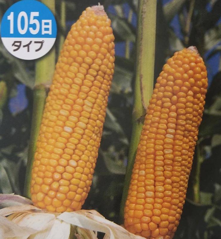 トウモロコシ種 【 ロイヤルデントTX1235 】 1kg（牧草種子 飼料用 玉蜀黍種 105日タイプ タキイ）