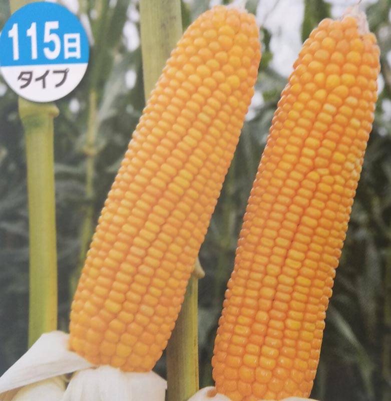 トウモロコシ種 【 ロイヤルデントTX1334 】 1kg（牧草種子 飼料用