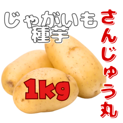 ※7月下旬～8月入荷後発送 じゃがいも種芋 【 さんじゅう丸（西海30号）】 サイズ混合 1kg（栽培用 種芋）（農林水産省登録品種 品種名：さんじゅう丸 海外持ち出し禁止 公示農水省HP参照）