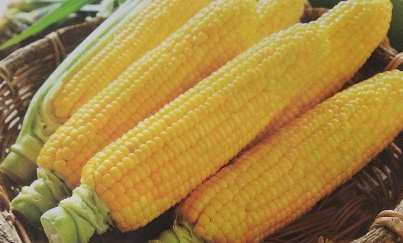 ※新種2026年1月以降入荷予定<br>トウモロコシ種 【 ゴールドラッシュ86 】 200粒 （栽培用 種子 とうもろこし 玉蜀黍 スイートコーン サカタ）