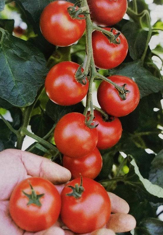 トマト種 【 中玉ルイ60 】 1000粒 （栽培用 種子 ミディトマト種 生産者向け タキイ）