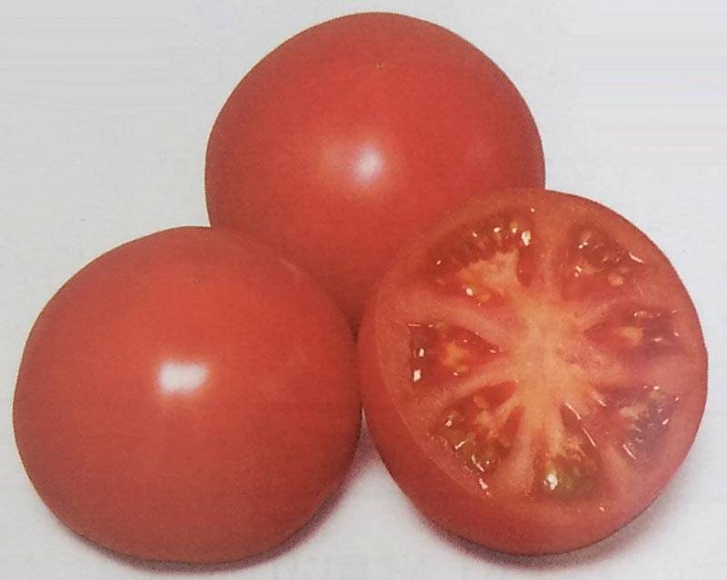 トマト種 【 麗容 】 PRIMAX種子 1000粒 （栽培用 種子 生産者向け サカタ）