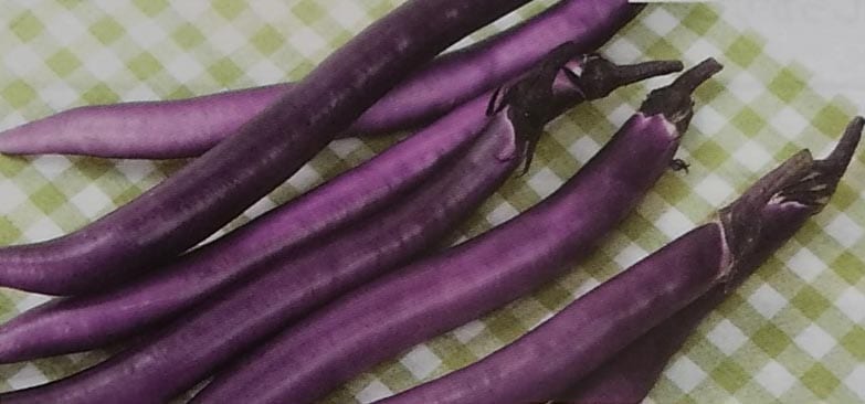 ナス種 【 マー坊 】 500粒 （栽培用 種子 なす 茄子 生産者向け サカタ）