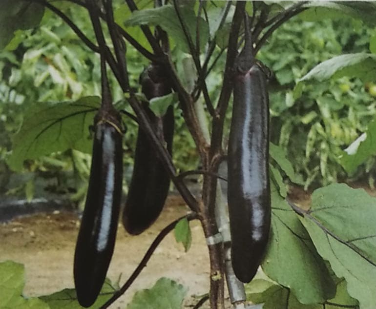 ナス種 【 飛天長 】 20ml （栽培用 種子 なす 茄子 生産者向け サカタ）