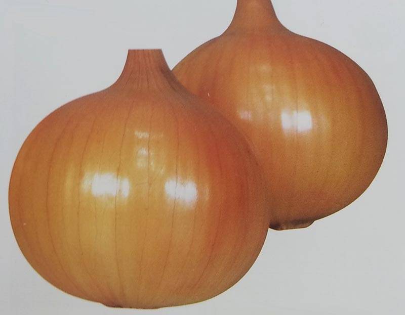 ※2023年8月下旬発送予定※タマネギ種 【 スワロー 】 コート種子 5000粒 （栽培用 種子 晩生 たまねぎ 玉ねぎ 玉ネギ 玉葱 生産者向け カネコ）