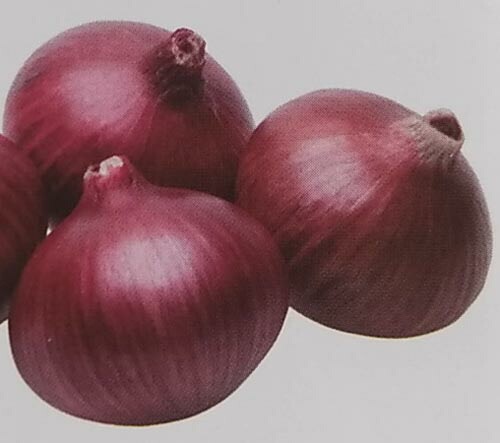 ※8月上旬発送予定※タマネギ種 【 レッドアロー 】 20ml （栽培用 種子 極早生 赤たまねぎ 赤玉ねぎ 赤玉ネギ 赤玉葱 カネコ）