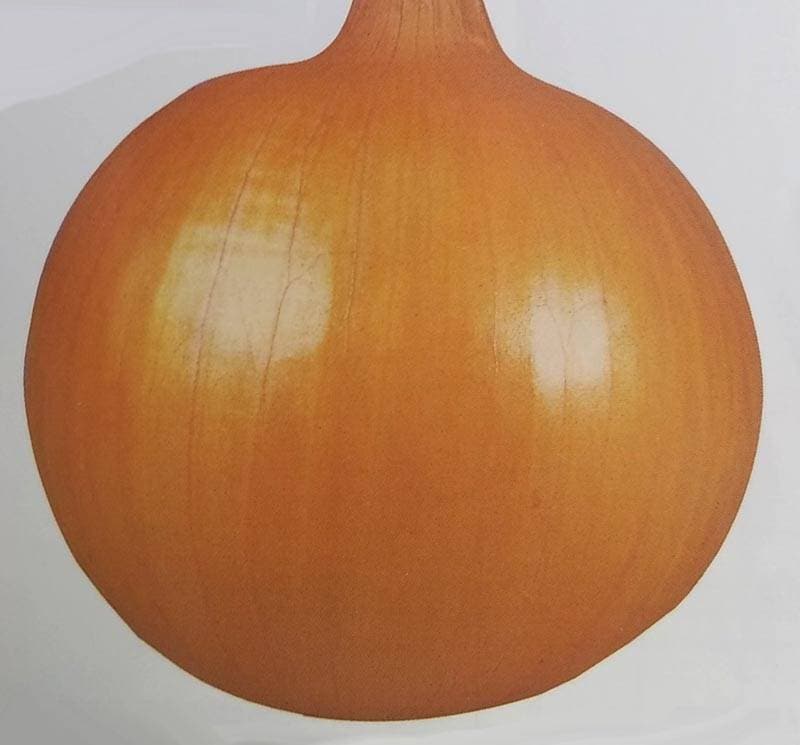 ※8月上旬発送予定※タマネギ種 【 浜育 】 小袋 （栽培用 種子 早生 たまねぎ 玉ねぎ 玉ネギ 玉葱 カネコ）