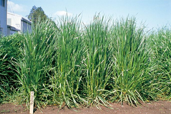 ※代金引換不可 ※ イタリアンライグラス種 【 タチワセ 】 22.5キロ原袋 （牧草種子 栽培用 たちわせ 農場 大規模播種向け 雪印種苗）