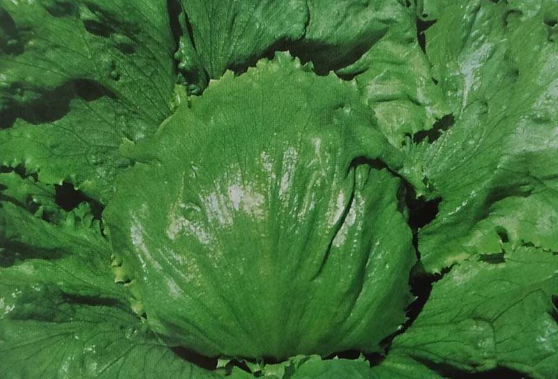 レタス種 【 レガシー 】 GF小袋 （栽培用 種子 チシャ 苣 タキイ）