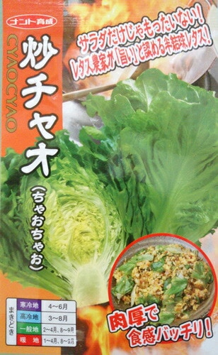 レタス種 【 炒チャオ（ちゃおちゃお）】 0.7ml （栽培用 種子 チシャ 苣 ナント）