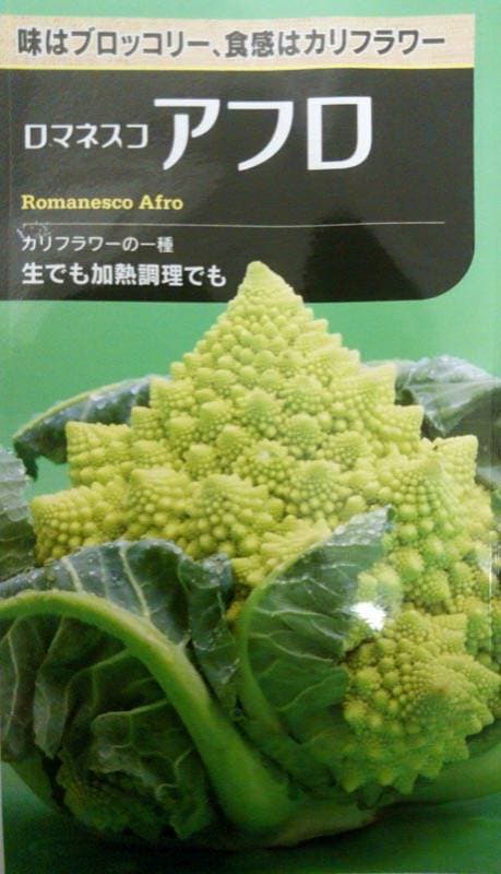 ロマネスコ種 【 アフロ 】 大袋 2500粒 （カリフラワー はなやさい 花椰菜 花キャベツ 大規模 農場 生産者向け）