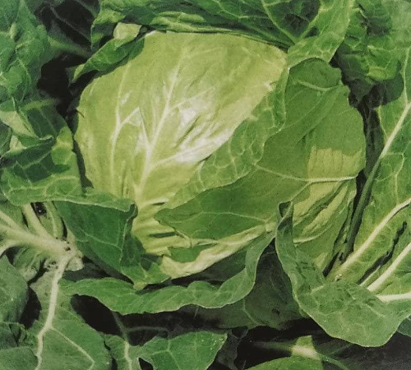 ※新種12月中旬以降入荷予定<br>キャベツ種 【 金系201号 】 ペレット種子 5000粒缶 （栽培用 種子 きゃべつ 甘藍 生産者向け サカタ）