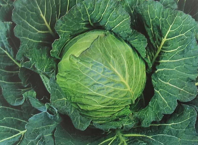 キャベツ種 【 湖水 】 2000粒 （栽培用 種子 きゃべつ 甘藍 生産者向け タキイ）