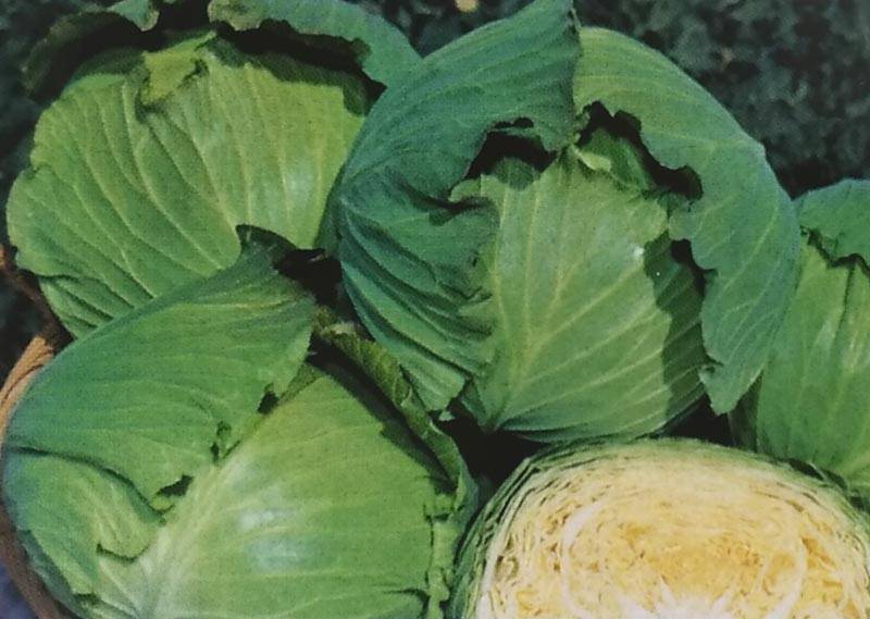 キャベツ種 【 彩ひかり 】 2000粒 （栽培用 種子 きゃべつ 甘藍 生産者向け タキイ）