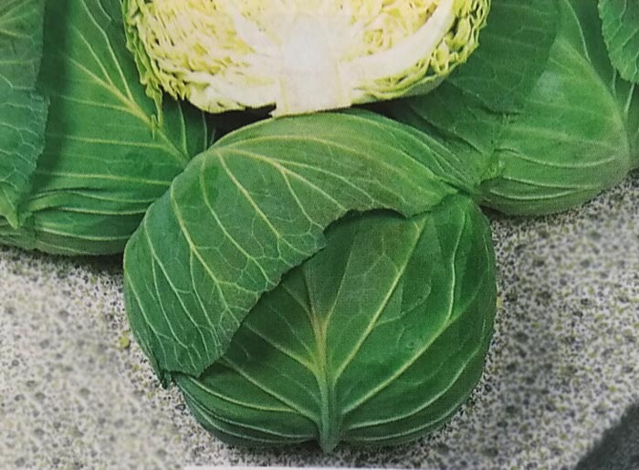 キャベツ種 【 彩音 】 2000粒 （栽培用 種子 きゃべつ 甘藍 生産者向け タキイ）