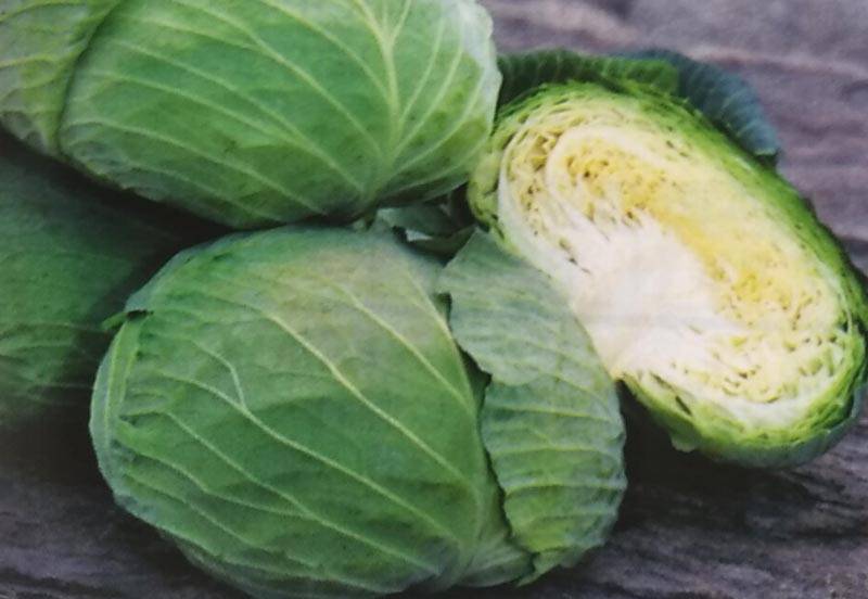 キャベツ種 【 彩風 】 2000粒 （栽培用 種子 きゃべつ 甘藍 生産者向け タキイ）