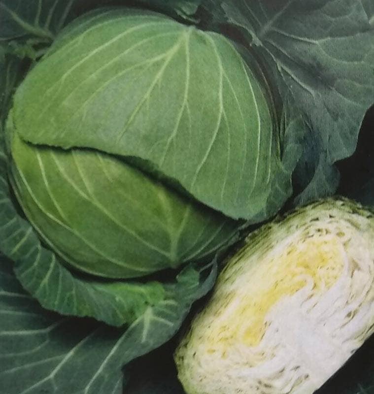 キャベツ種 【 若峰 】 2000粒 （栽培用 種子 きゃべつ 甘藍 生産者向け タキイ）