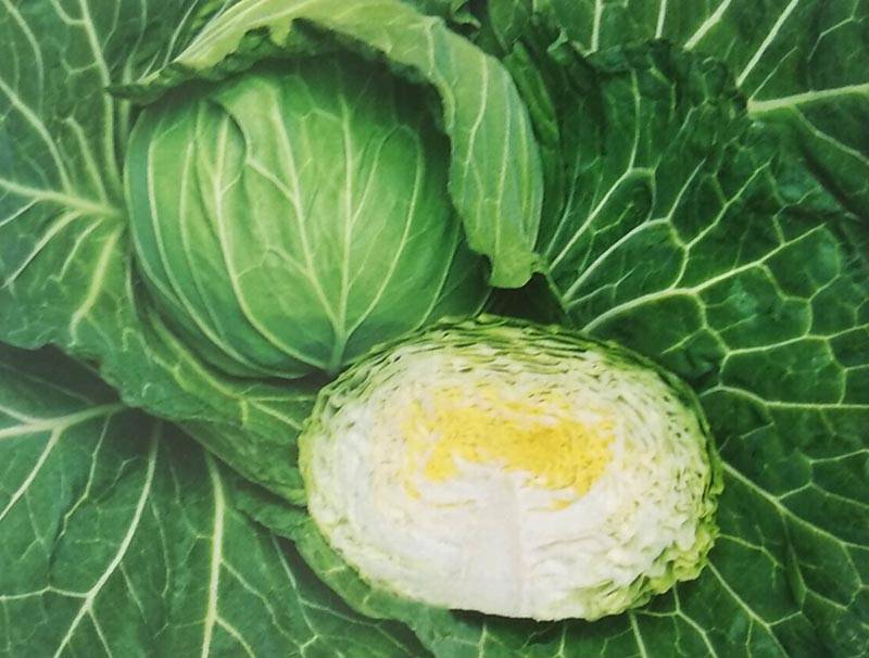 キャベツ種 【 春のかほりSP 】 2000粒 （栽培用 種子 きゃべつ 甘藍 生産者向け タキイ）