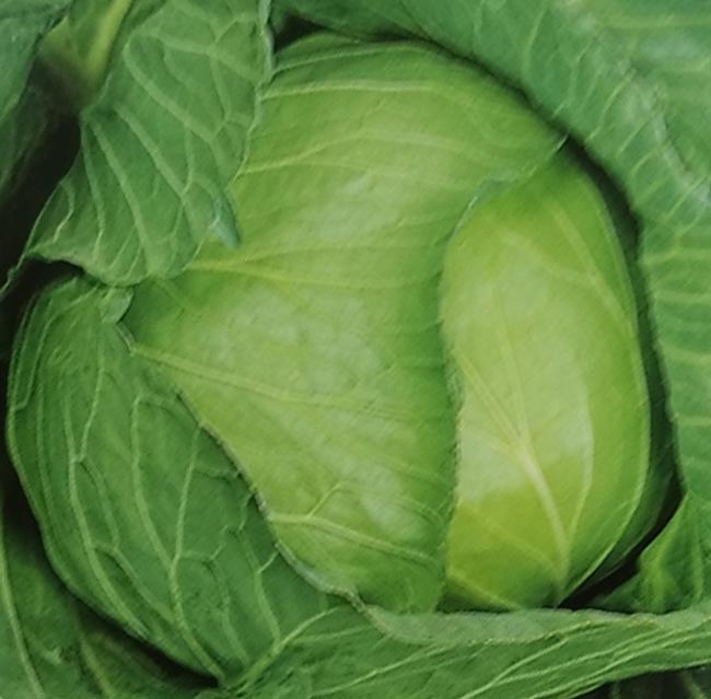 ※新種12月中旬以降入荷予定<br>キャベツ種 【 新藍 】 2000粒 （栽培用 種子 きゃべつ 甘藍 生産者向け サカタ）