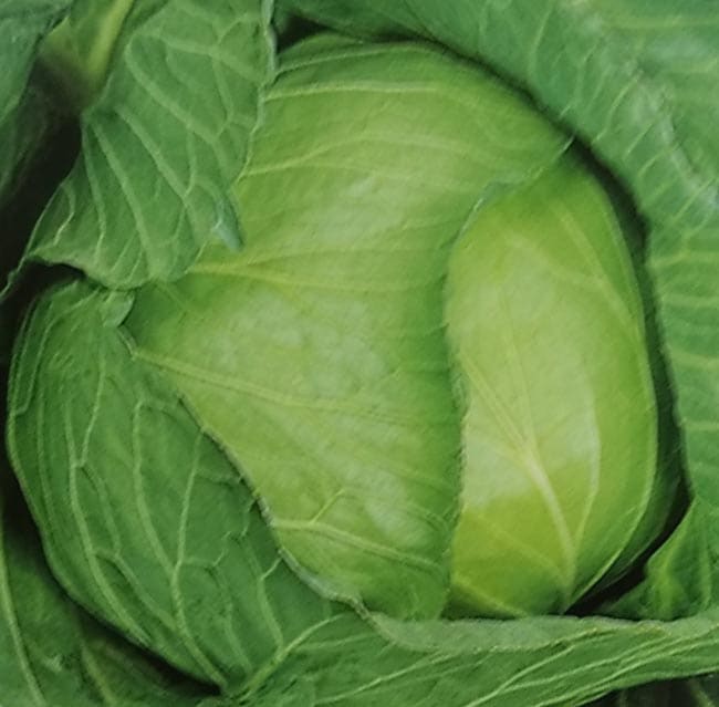 ※新種12月中旬以降入荷予定<br>キャベツ種 【 新藍 】 ペレット種子 5000粒缶 （栽培用 種子 きゃべつ 甘藍 生産者向け サカタ）