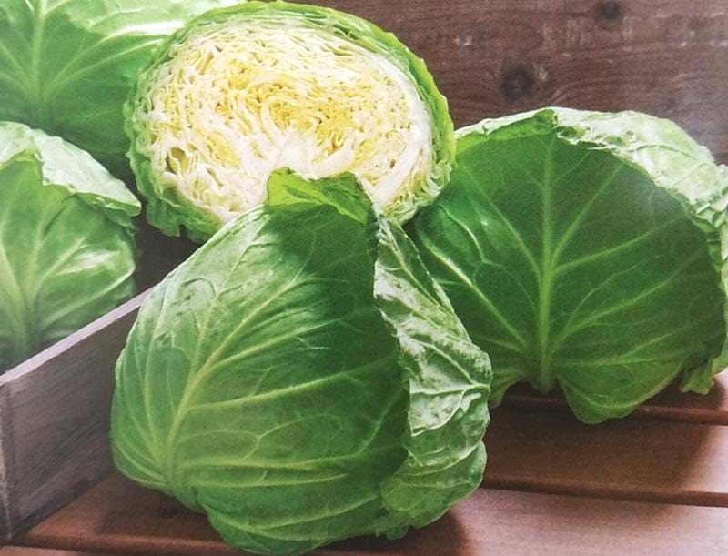 キャベツ種 【 星岬SP 】 2000粒 （栽培用 種子 きゃべつ 甘藍 タキイ）