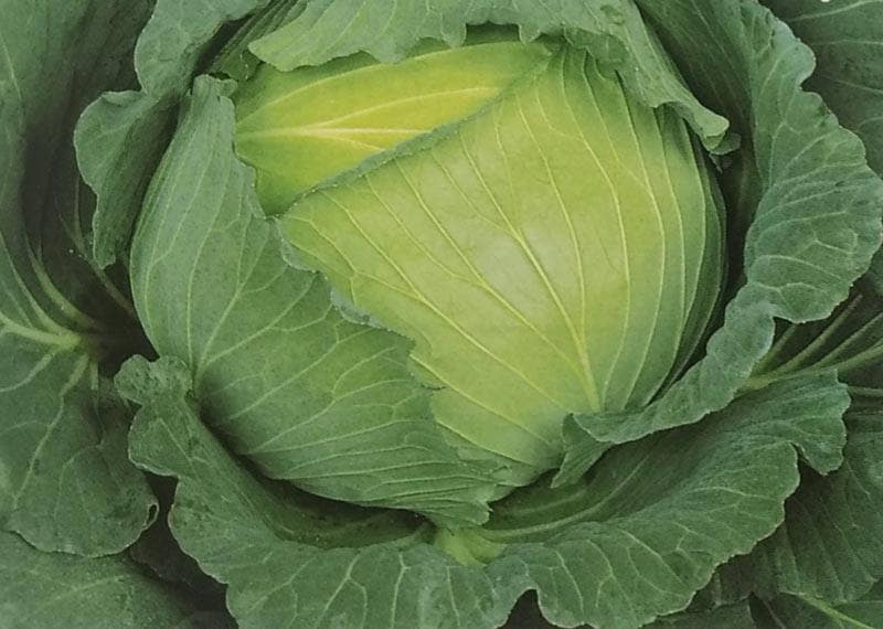 ※12月中旬以降入荷予定　キャベツ種 【 冬藍 】 ペレット種子 5000粒缶 （栽培用 種子 きゃべつ 甘藍 生産者向け サカタ）