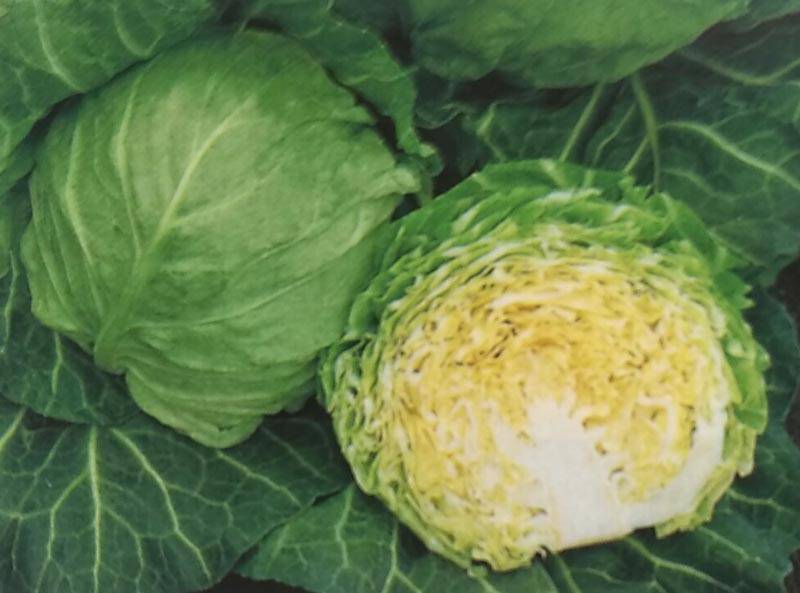 キャベツ種 【 味春 】 2000粒 （栽培用 種子 きゃべつ 甘藍 生産者向け タキイ）