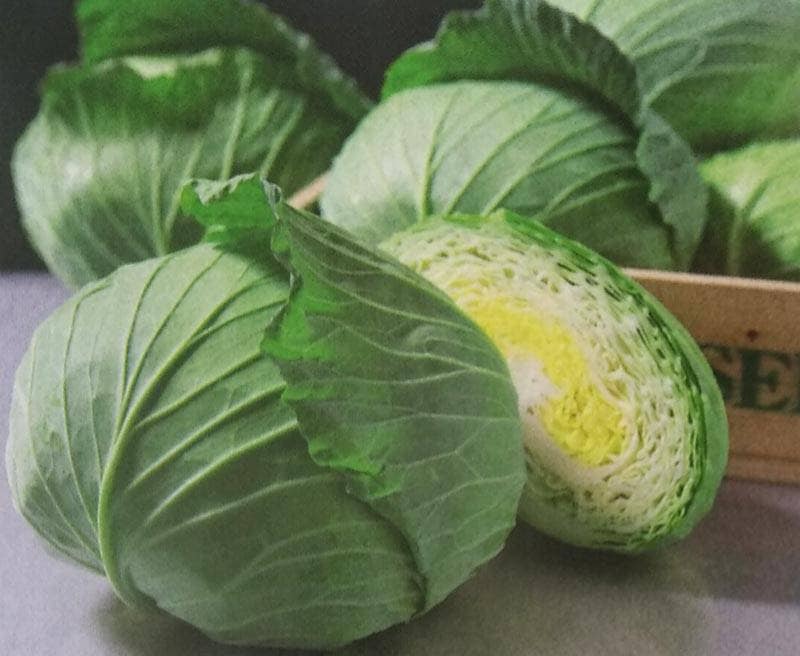 キャベツ種 【 夢いぶき 】 2000粒 （栽培用 種子 きゃべつ 甘藍 生産者向け タキイ）