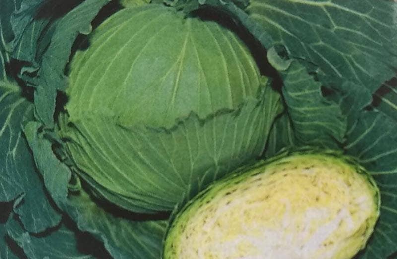 キャベツ種 【 夢舞台 】 2000粒 （栽培用 種子 きゃべつ 甘藍 生産者向け タキイ）