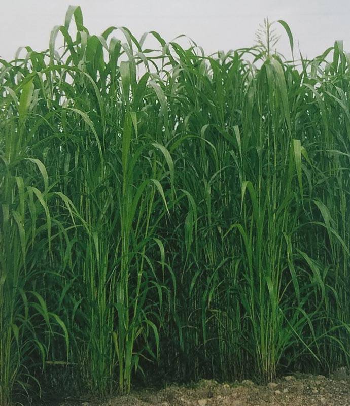 スーダングラス種 【 ハイブリッドスーダン 】 1kg （牧草種子 飼料用 緑肥用 タキイ）