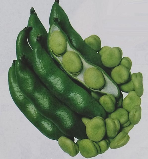 ソラマメ種 【 三連 】 1L （そらまめ 空豆 蚕豆 生産者向け タキイ）