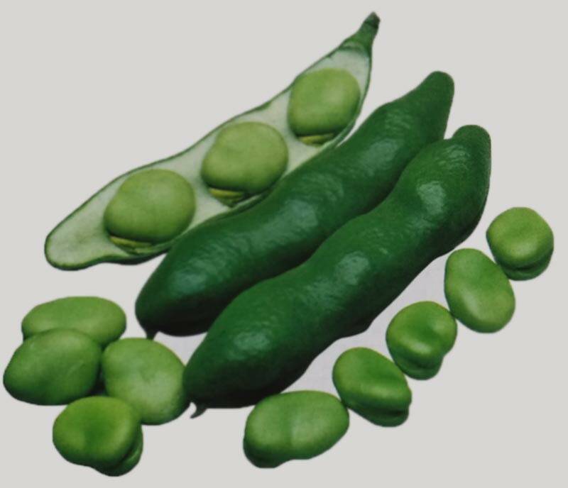 ソラマメ種 【 仁徳一寸 】 1dL （そらまめ 空豆 蚕豆 タキイ）