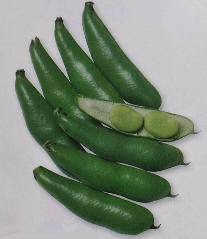 2022年度より販売中止※ ソラマメ種 【 早生そらまめ 】 1L （そらまめ