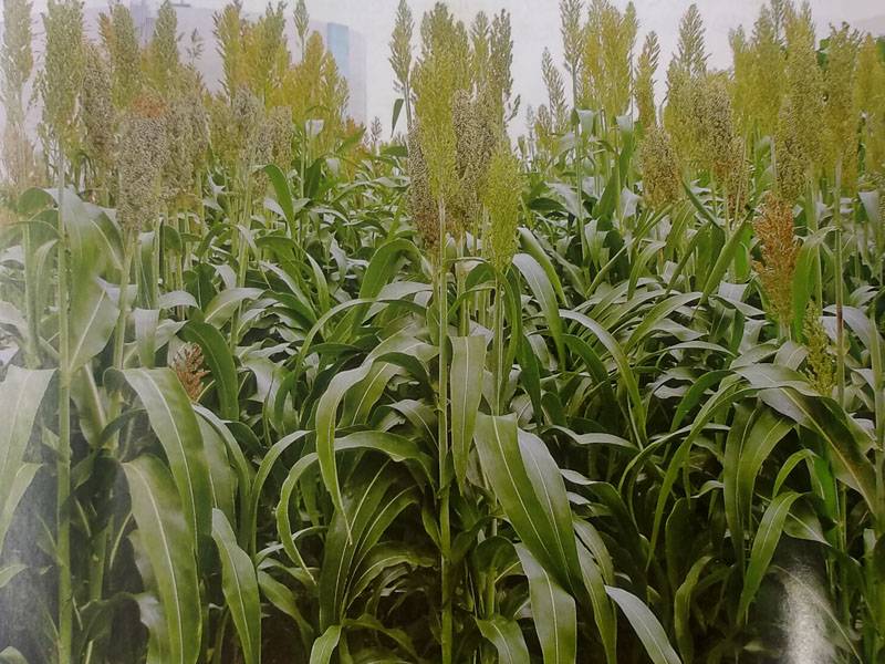 ソルゴー 牧草 8キロ 【公式通販】