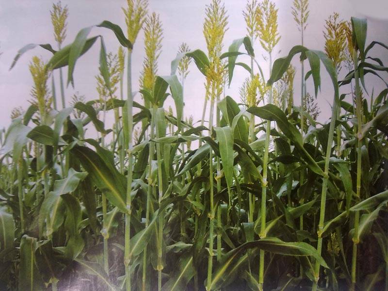 ソルゴー 牧草 8キロ 【公式通販】