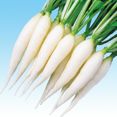 ダイコン種 【 F1ホワイトキャンドル 】 20ml （栽培用 種子 大根 だいこん 中原）