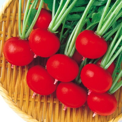 ダイコン種 【 F1レッドポピンズ夏用 】 2dL （栽培用 種子 大根 だいこん 中原）