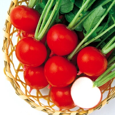 ダイコン種 【 F1レッドポピンズ冬用 】 小袋 （栽培用 種子 大根 だいこん 中原）